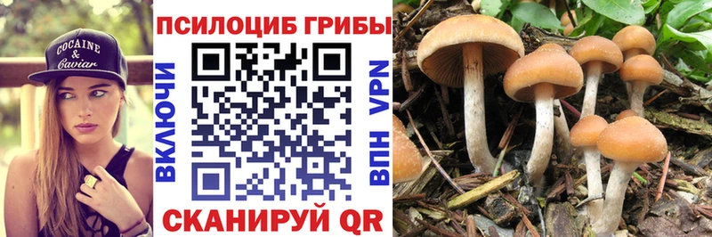 Купить где  Амурск  Псилоцибиновые грибы MAGIC MUSHROOMS 